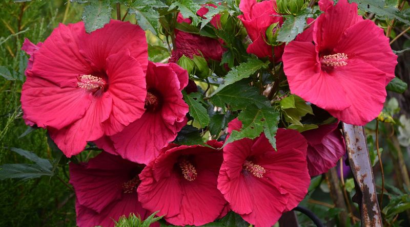 Hibiscus Push Stronger Growth With A Spring Feeding Boost