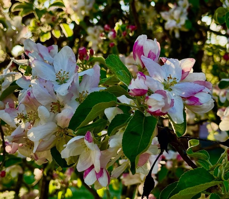 Deciduous Fruit Trees Benefit From Earlier Spring Cuts