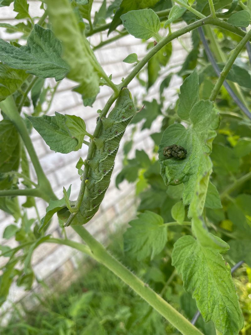 Tomatoes Attract Pests As Temperatures Rise