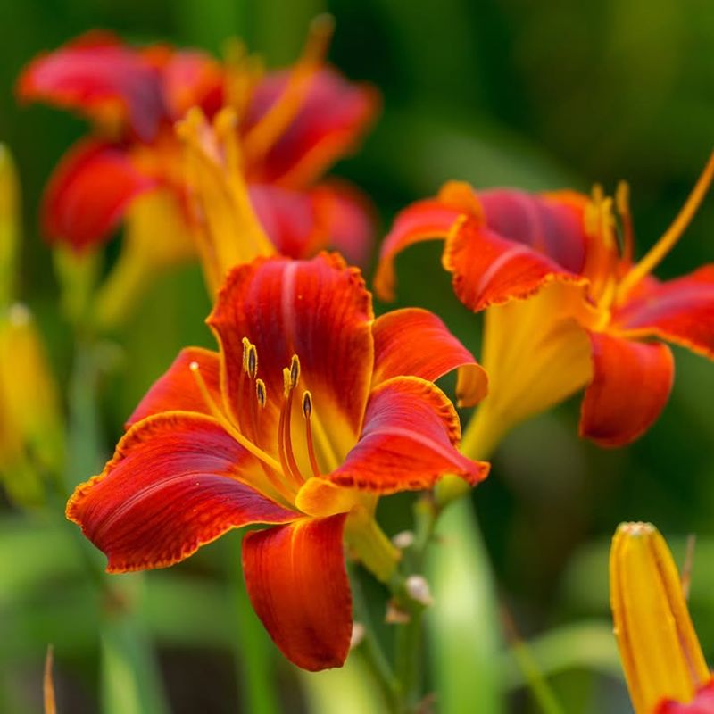 Daylilies Powering Up For A Strong Summer Show