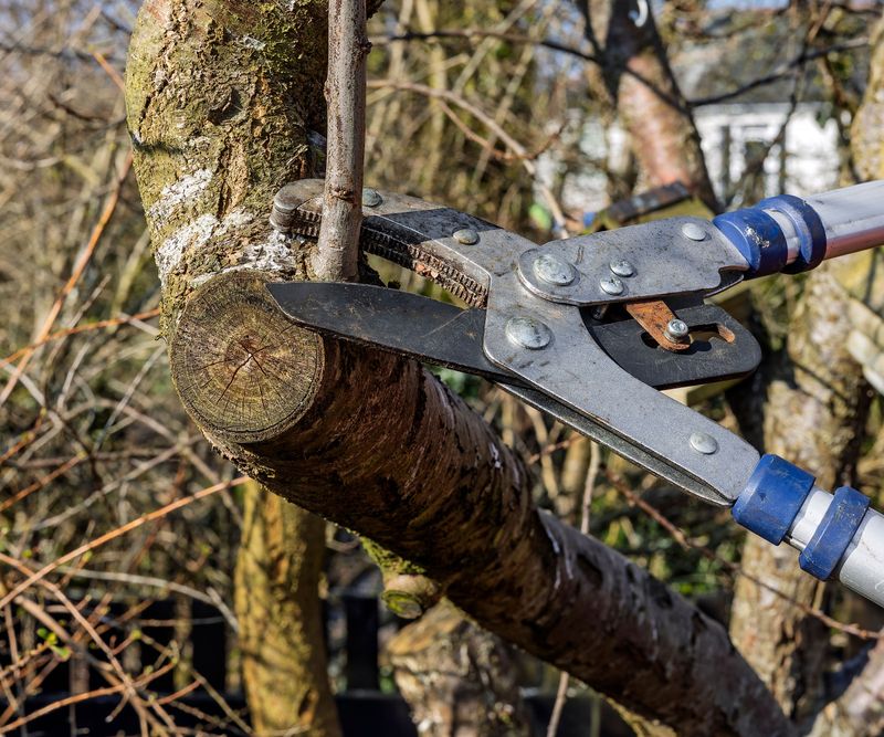 Fruit Trees Benefit From Light Cleanup And Shaping