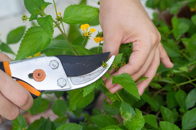 Lantana (Lantana Urticoides / Hybrids)