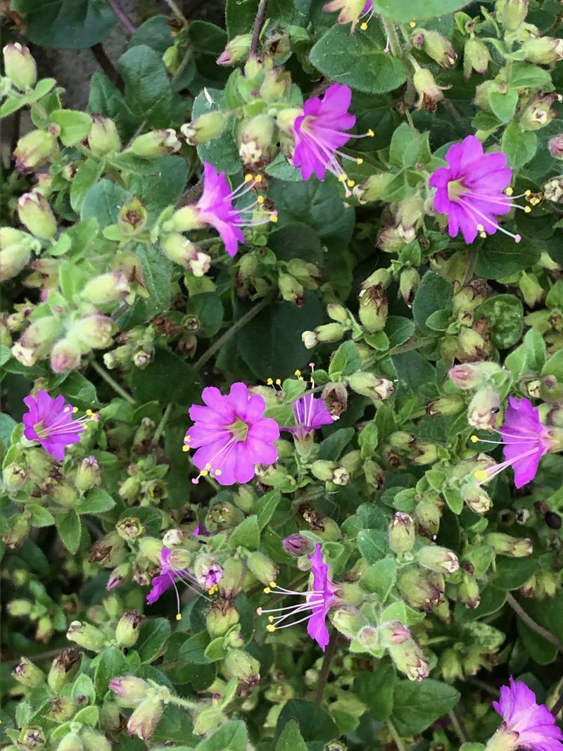 California Four O'Clock