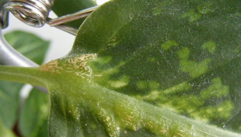 Watch For Common Indoor Pests