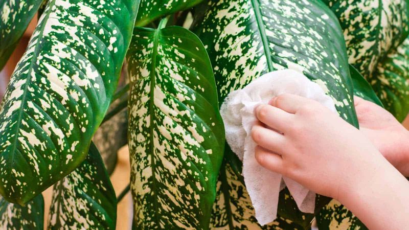 Wipe Leaves To Keep Them Clean