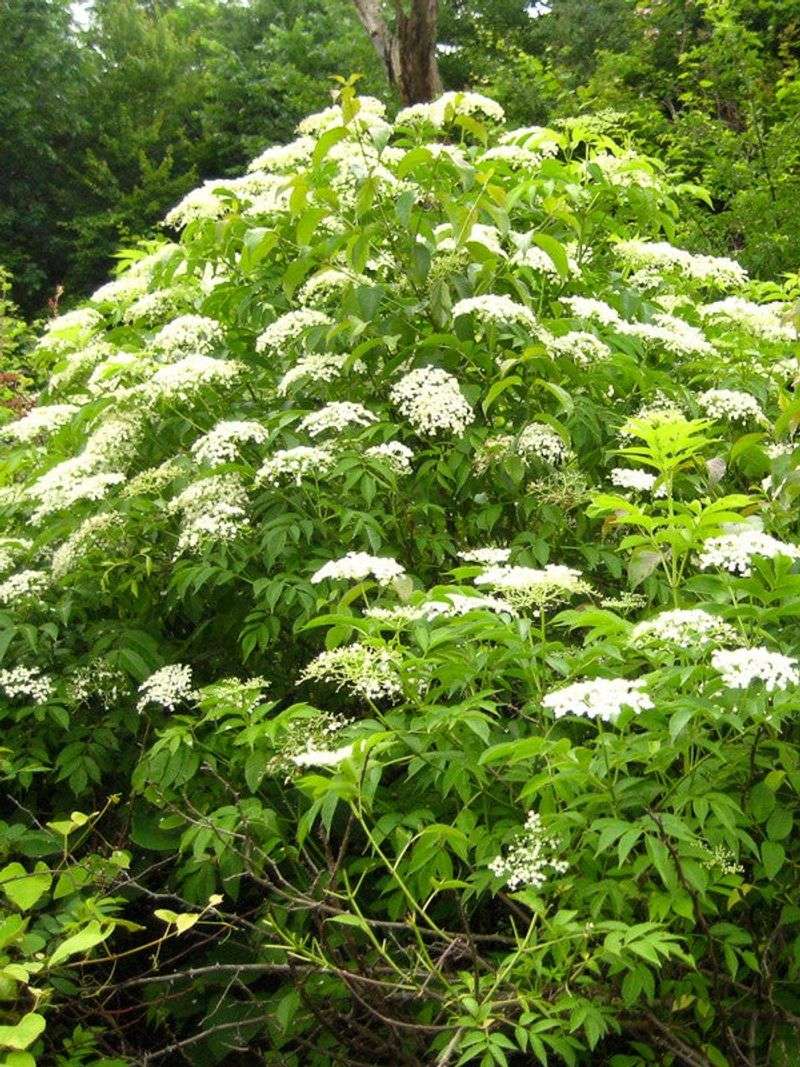 Common Elderberry