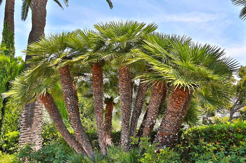 European Fan Palms Benefit From Light April Feeding
