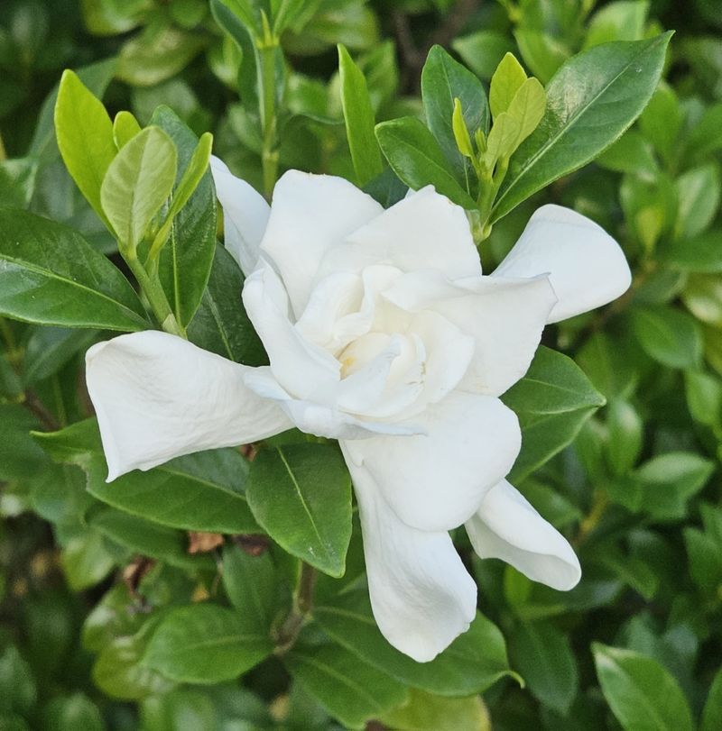 Cape Jasmine Fills Shady Spots With Perfume