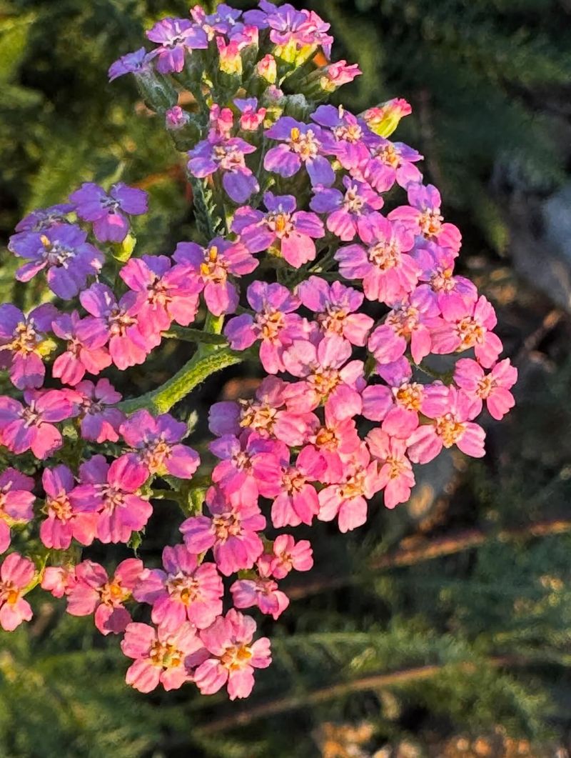 Yarrow