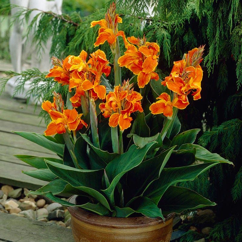 Canna Brings Bold Color And Easy Seasonal Flexibility
