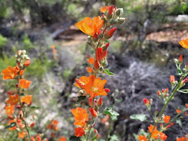 Globe Mallow