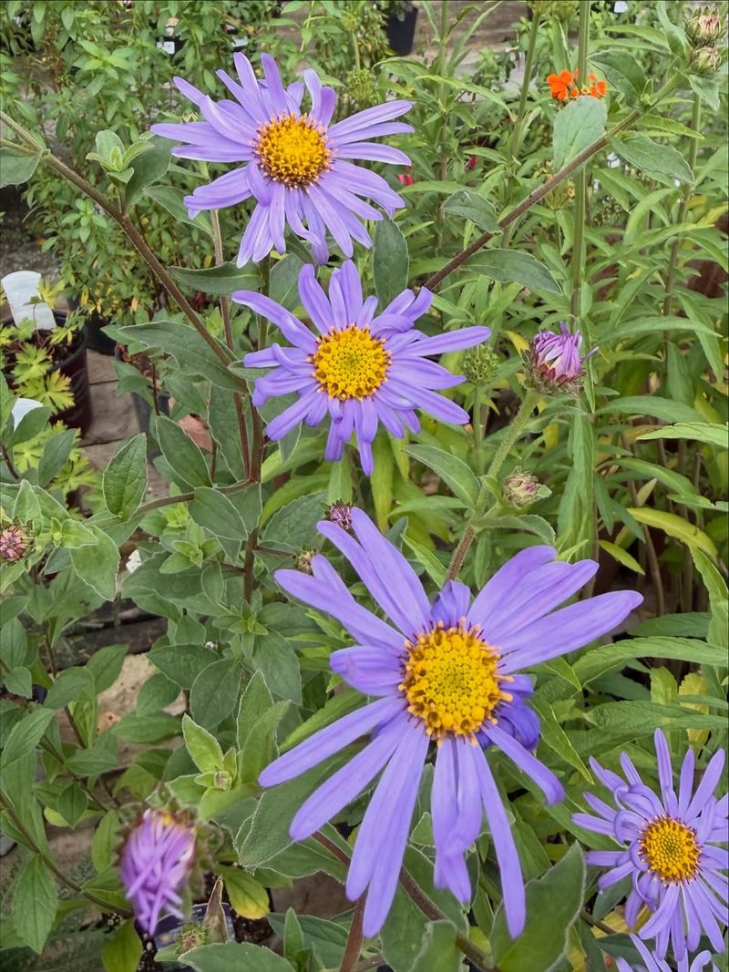Summer Aster 'Monch'