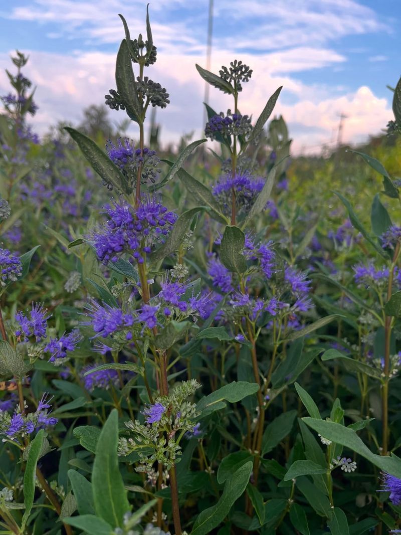 Caryopteris (Bluebeard)