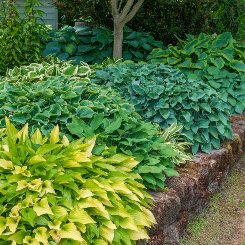 Hostas 
