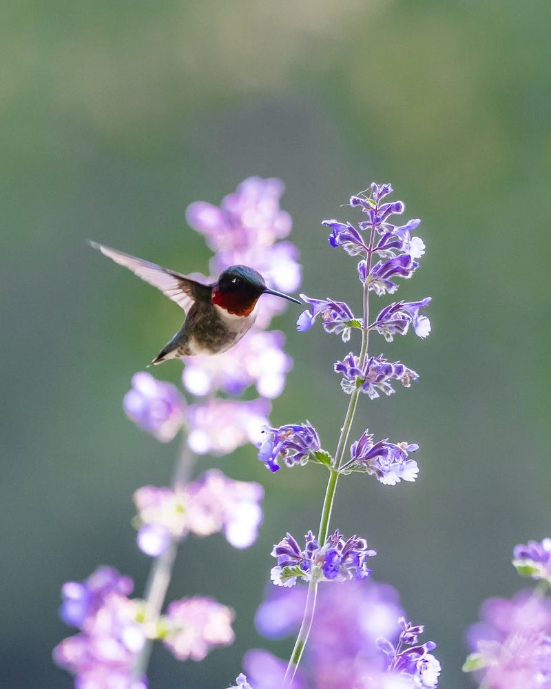 Lavender Blending Fragrance With Steady Nectar