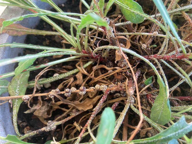 Gaura Suffers From Root Rot In Slow Draining Soil