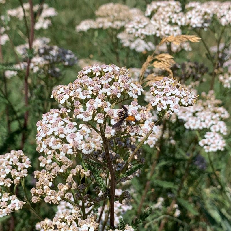 Yarrow Holds Structure And Blooms With Little Water