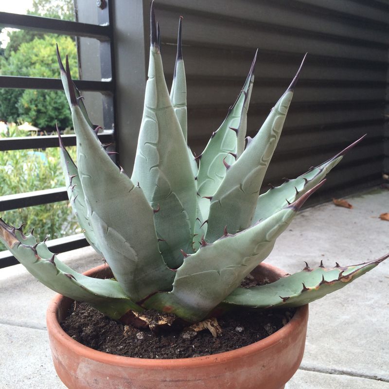 Agave Breaking Down In Prolonged Rain