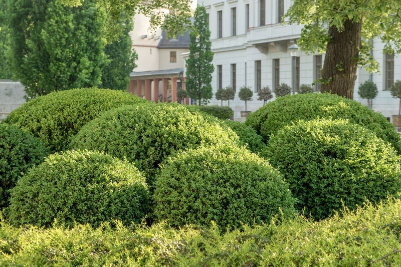 Boxwood (Buxus)