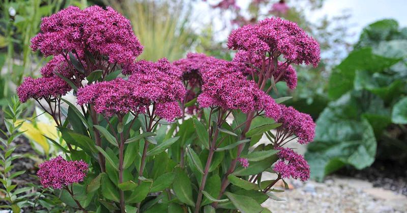 Sedum (Upright Varieties)