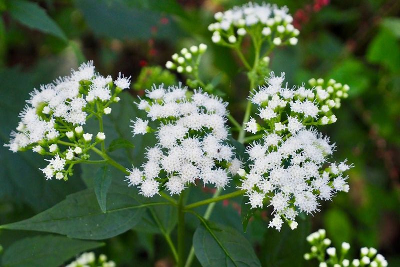 White Snakeroot (Ageratina Altissima)