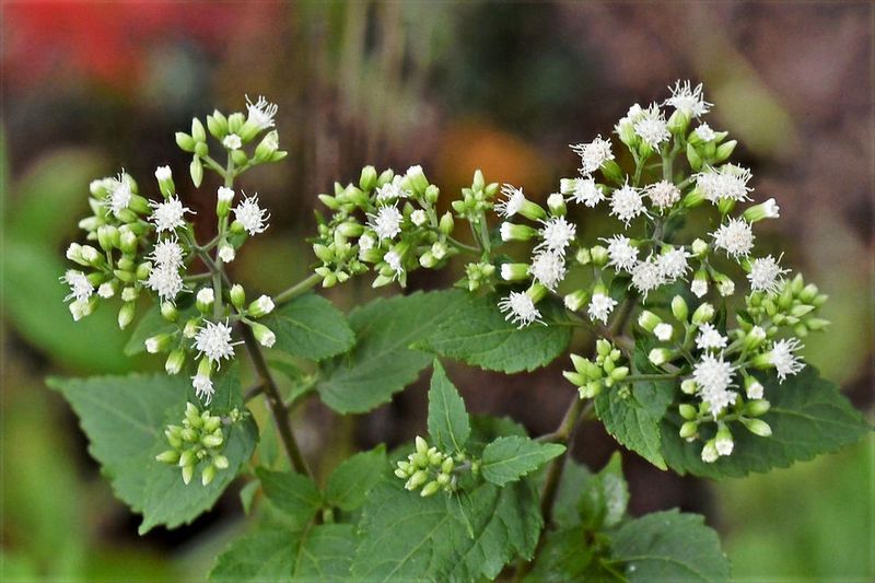 White Snakeroot (Ageratina Altissima)