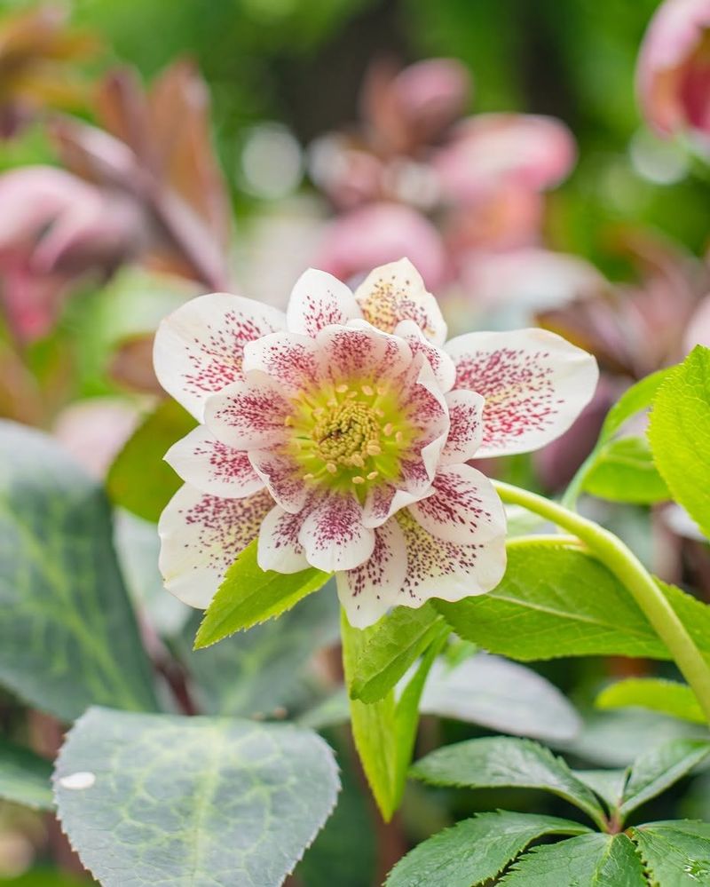 Hellebores (Helleborus x hybridus)