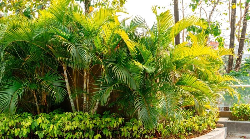 Areca Palms Benefit From Spring Feeding For Fuller Growth