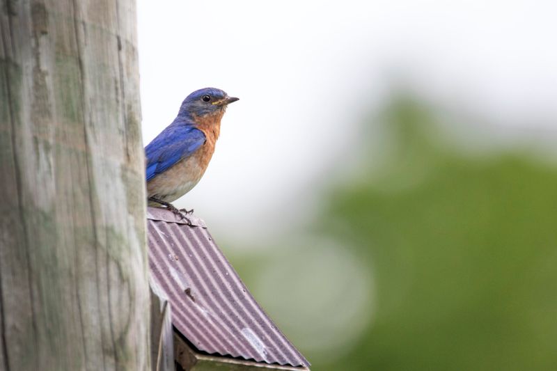 Simple Perches Make Foraging Easier In Open Ohio Yards