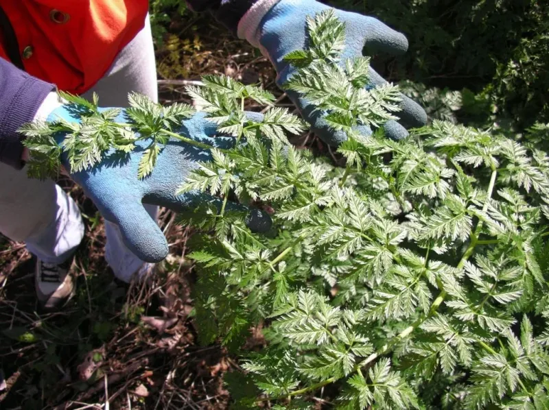 Why Protective Gear Matters When Handling This Plant