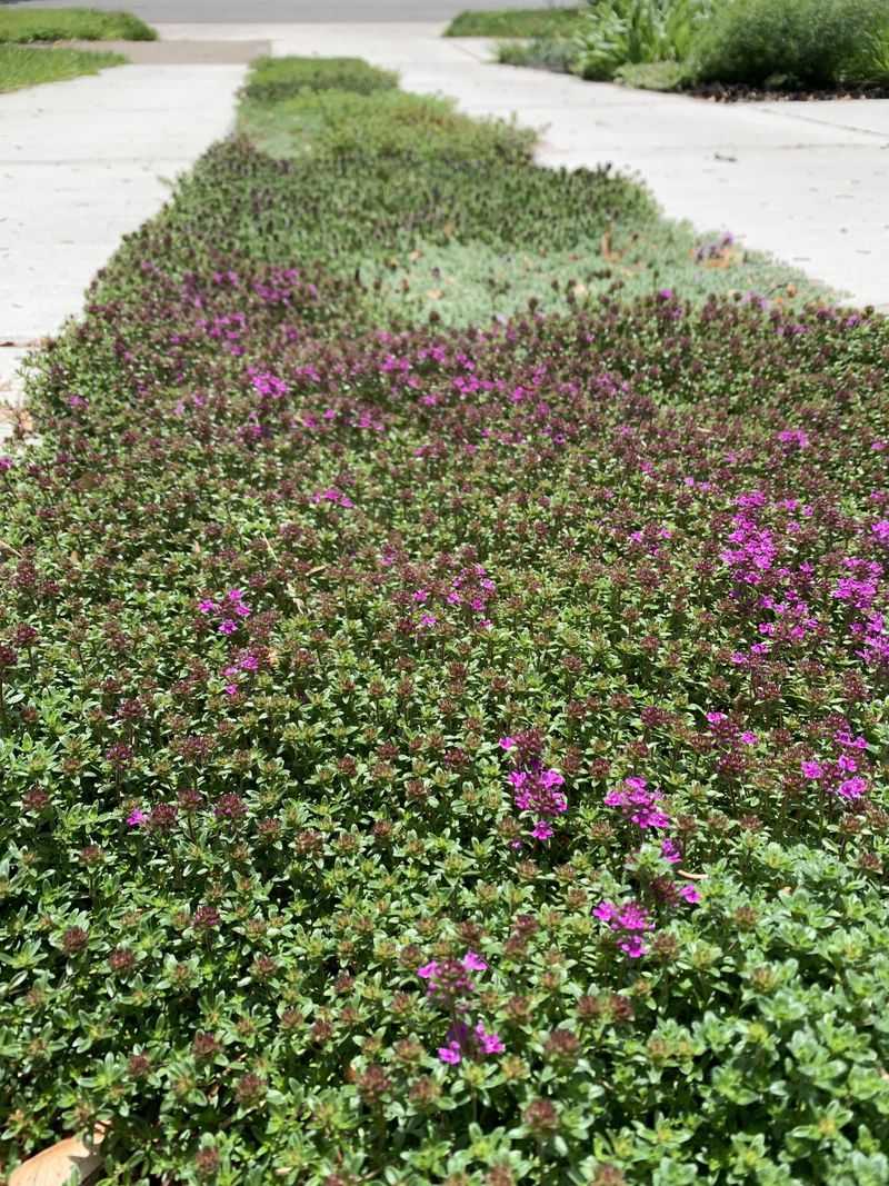Thyme