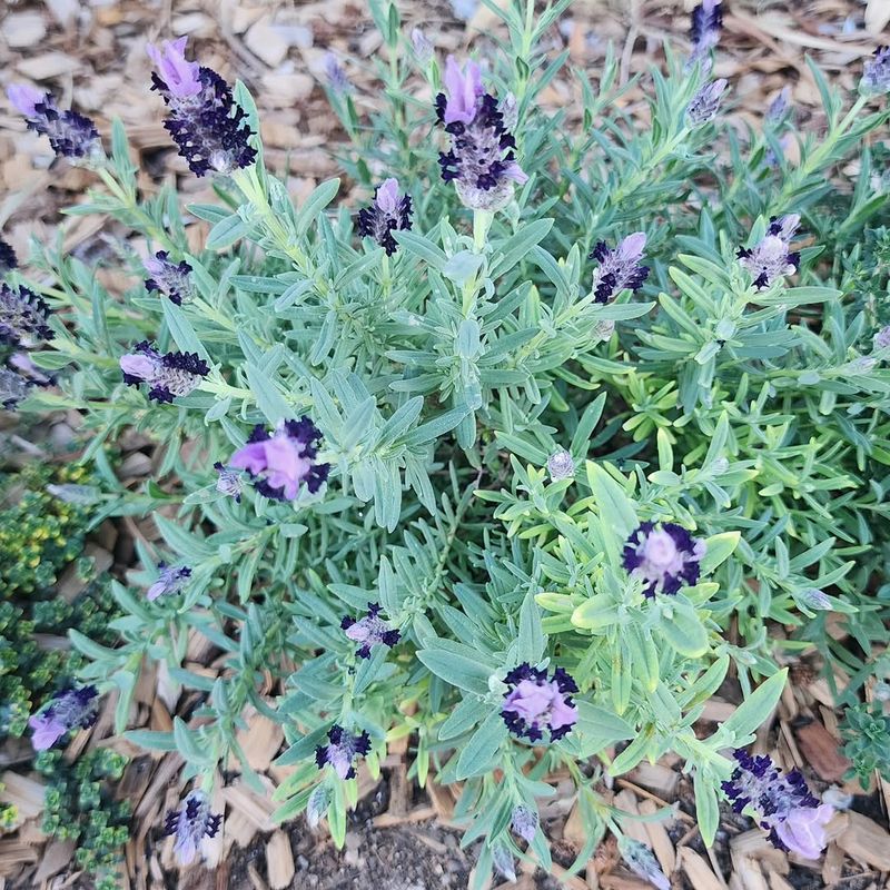 Lavender Prefers Heat And Well-Drained Conditions