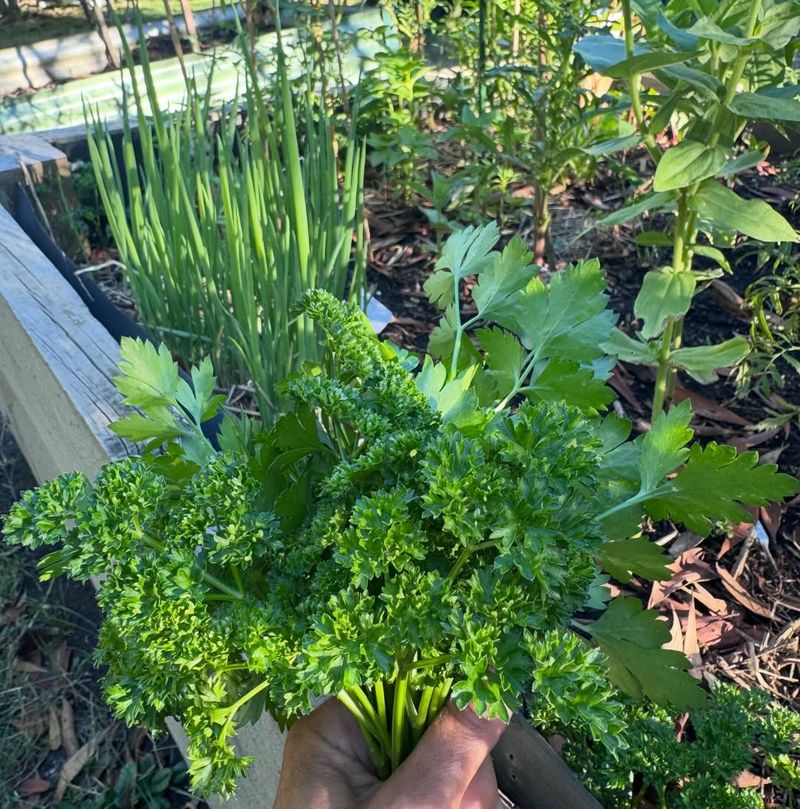 Parsley And Chives Grow Well Together With Regular Watering
