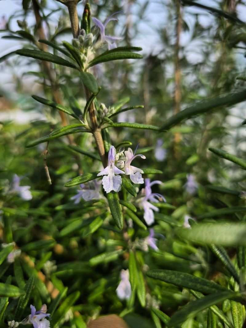 Rosemary Repels Certain Insects Around Garden Plants