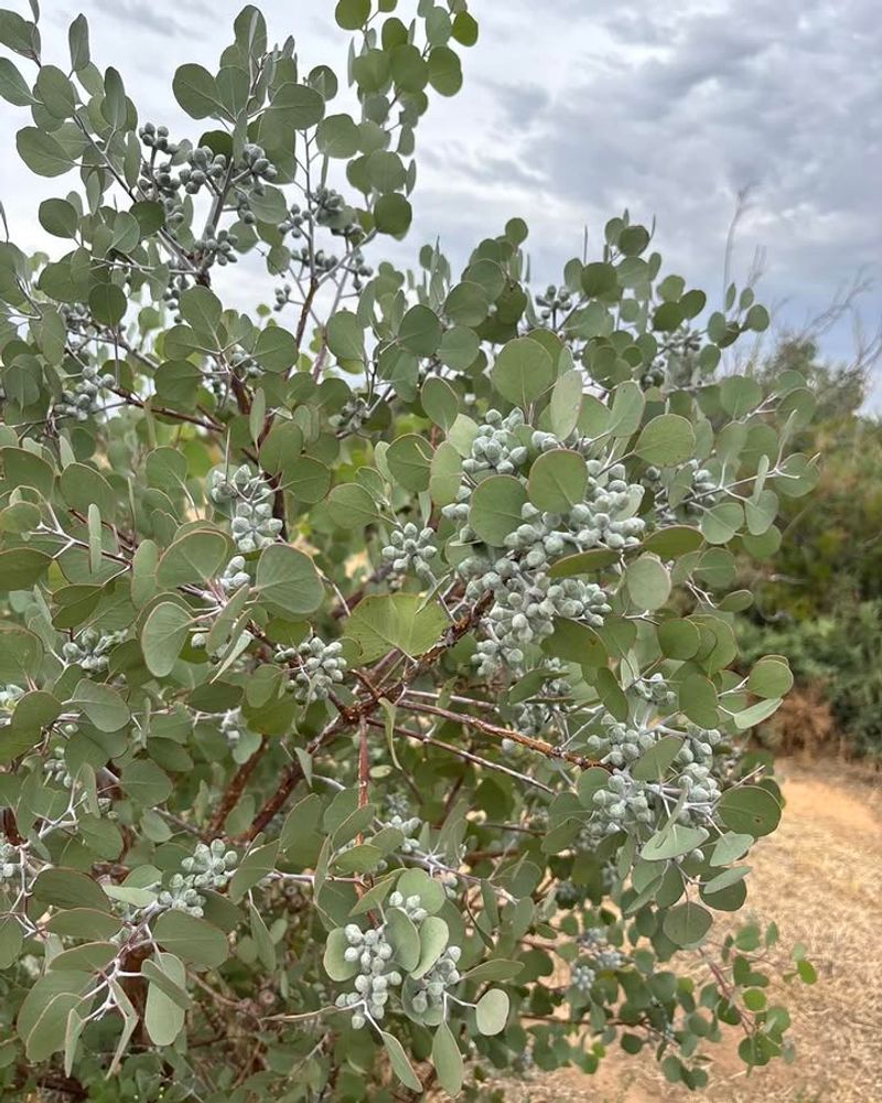 Eucalyptus Produces Oils That Deter Garden Pests