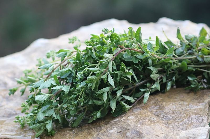 Oregano Using Its Strong Aroma To Discourage Pests
