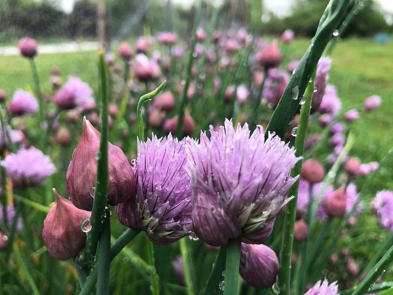 Chives Regrow Quickly After Being Cut Back