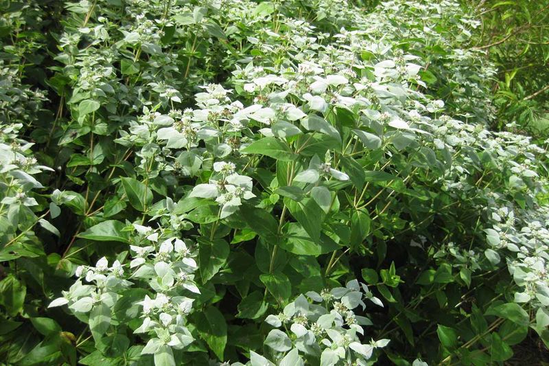 Mountain Mint (Pycnanthemum Spp.)