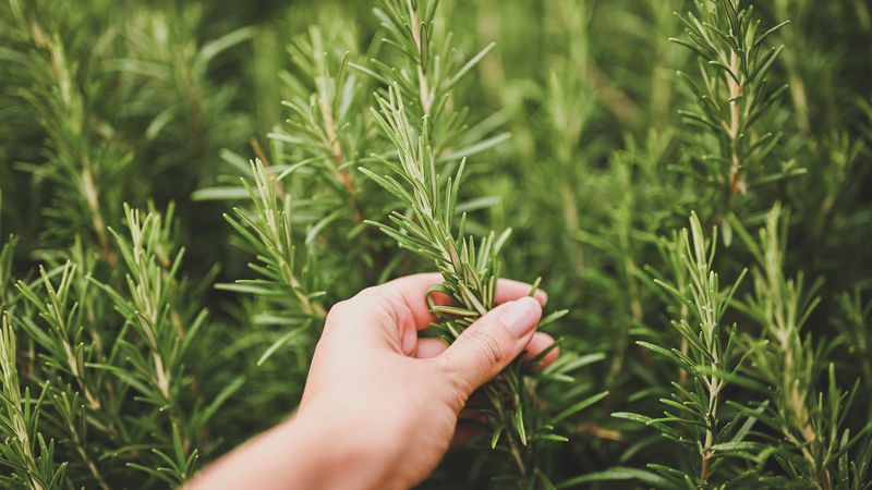 Rosemary (Salvia rosmarinus)