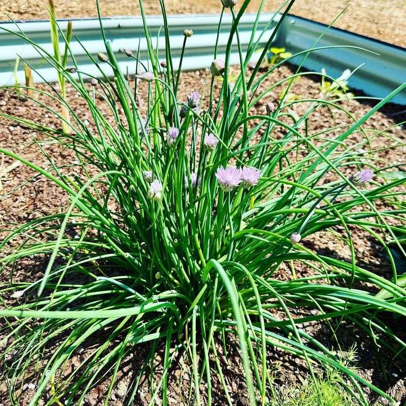 Chives Grow Back Fast After Cutting