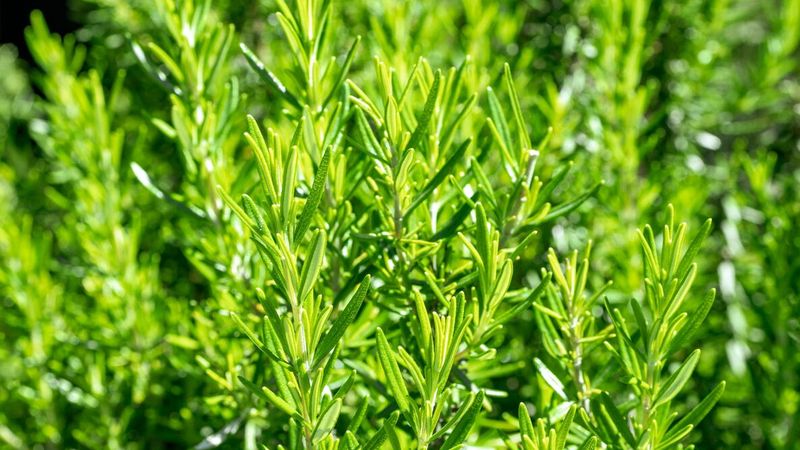 Rosemary That Stays Dense And Productive
