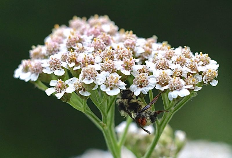 Yarrow Blooming Through Long Dry Spells