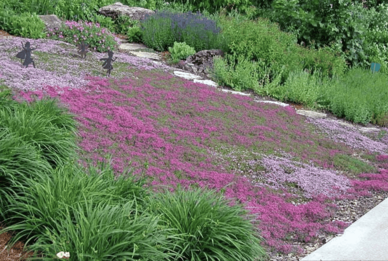 Thyme