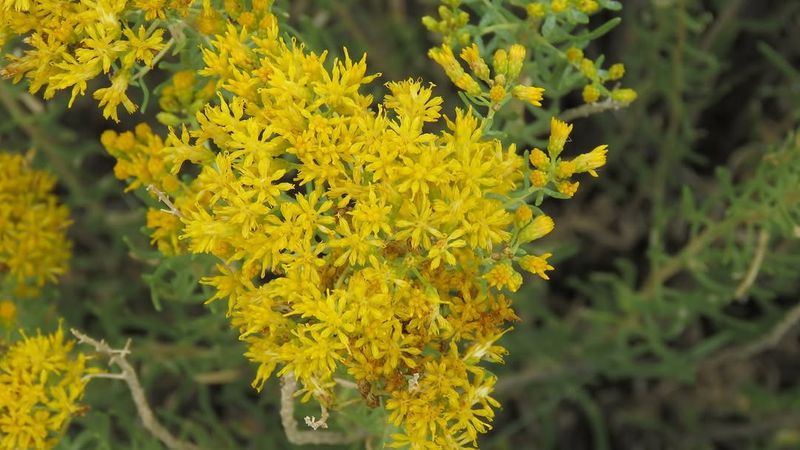 Rabbitbrush
