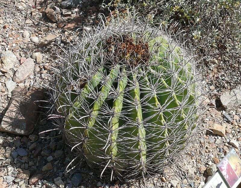Barrel Cactus Brings Bold Heat-Tolerant Form