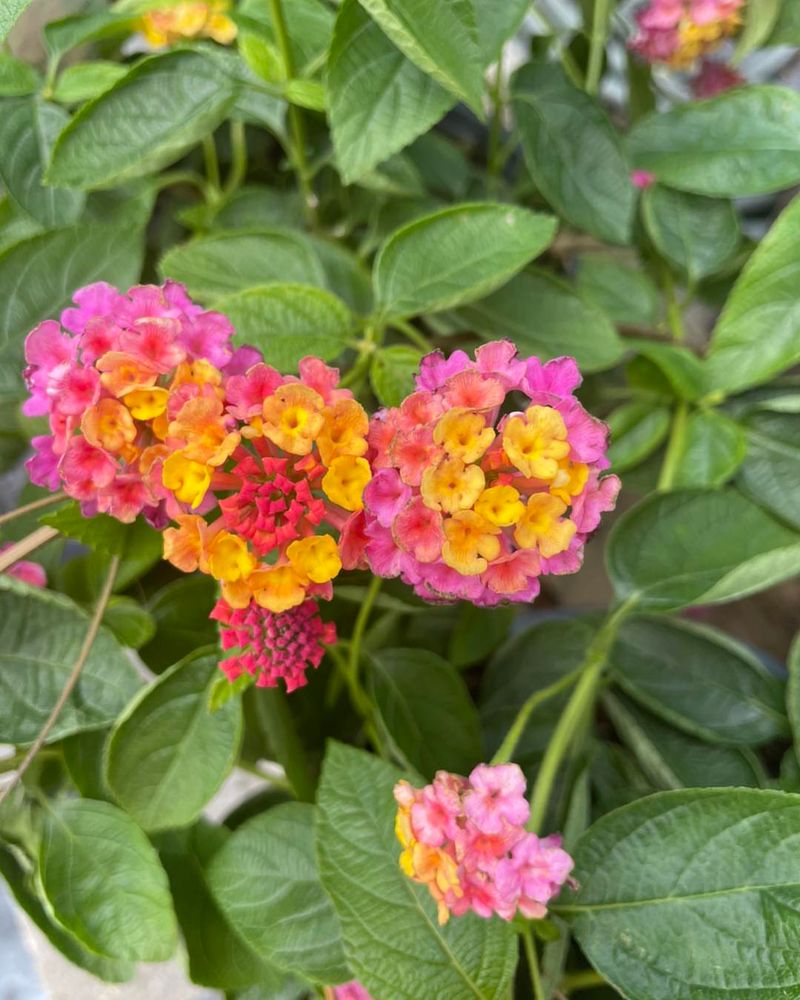 Lantana Nonstop Color In Blazing Heat