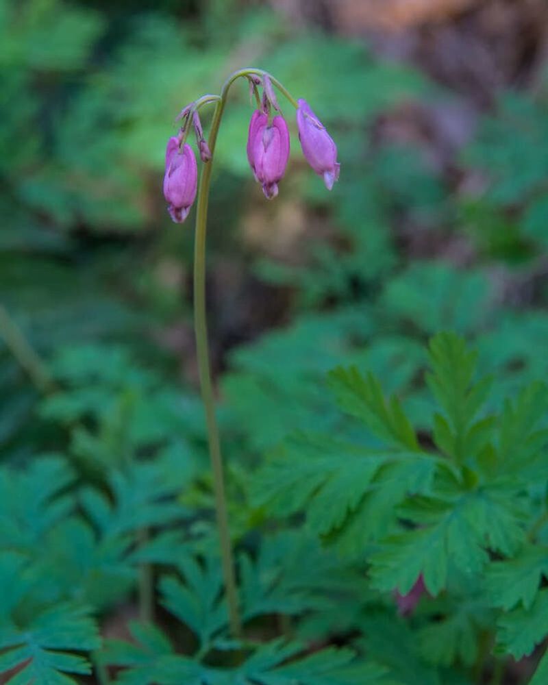 Pacific Bleeding Heart