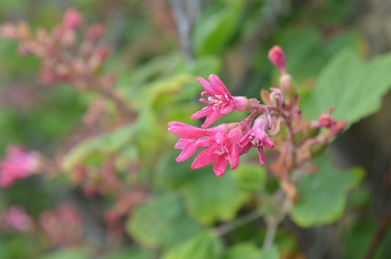 Red-Flowering Currant Lights Up Early Spring Gardens