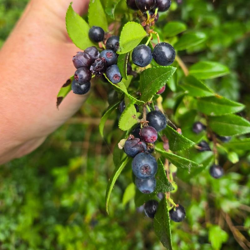 Evergreen Huckleberry