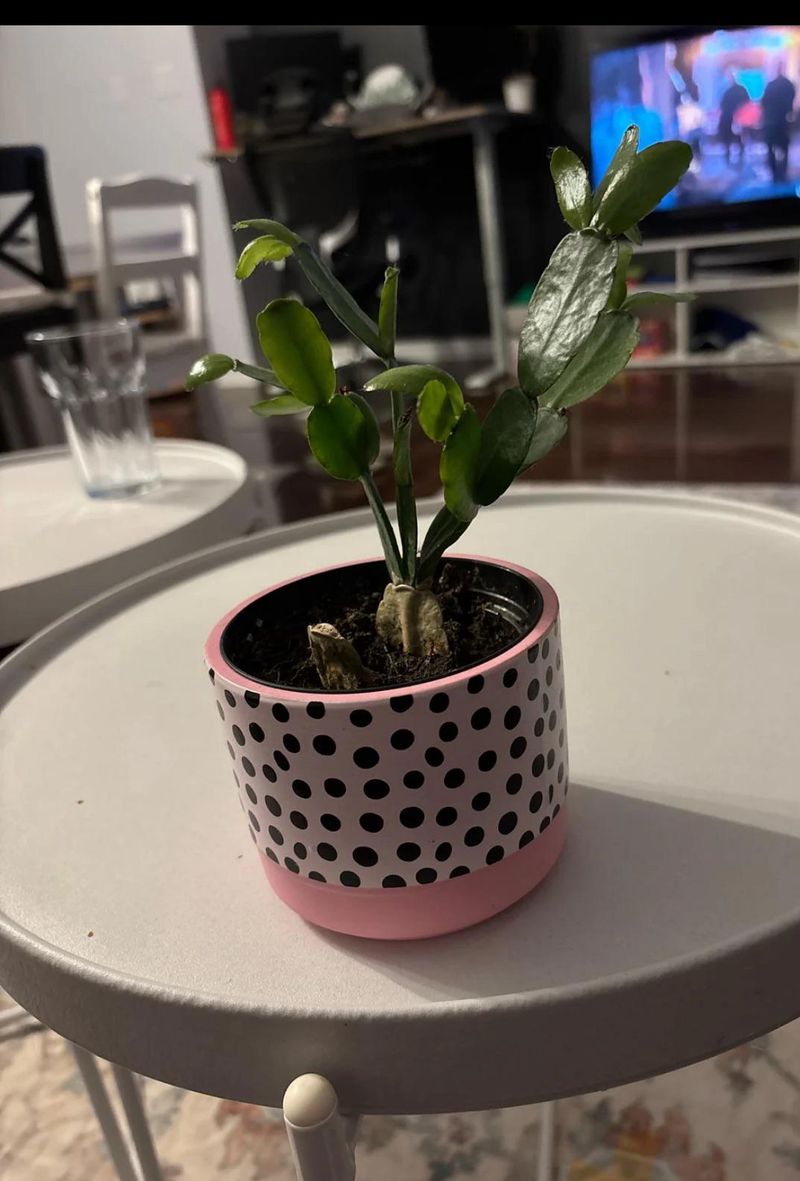 Using The Wrong Pot Can Trap Excess Moisture